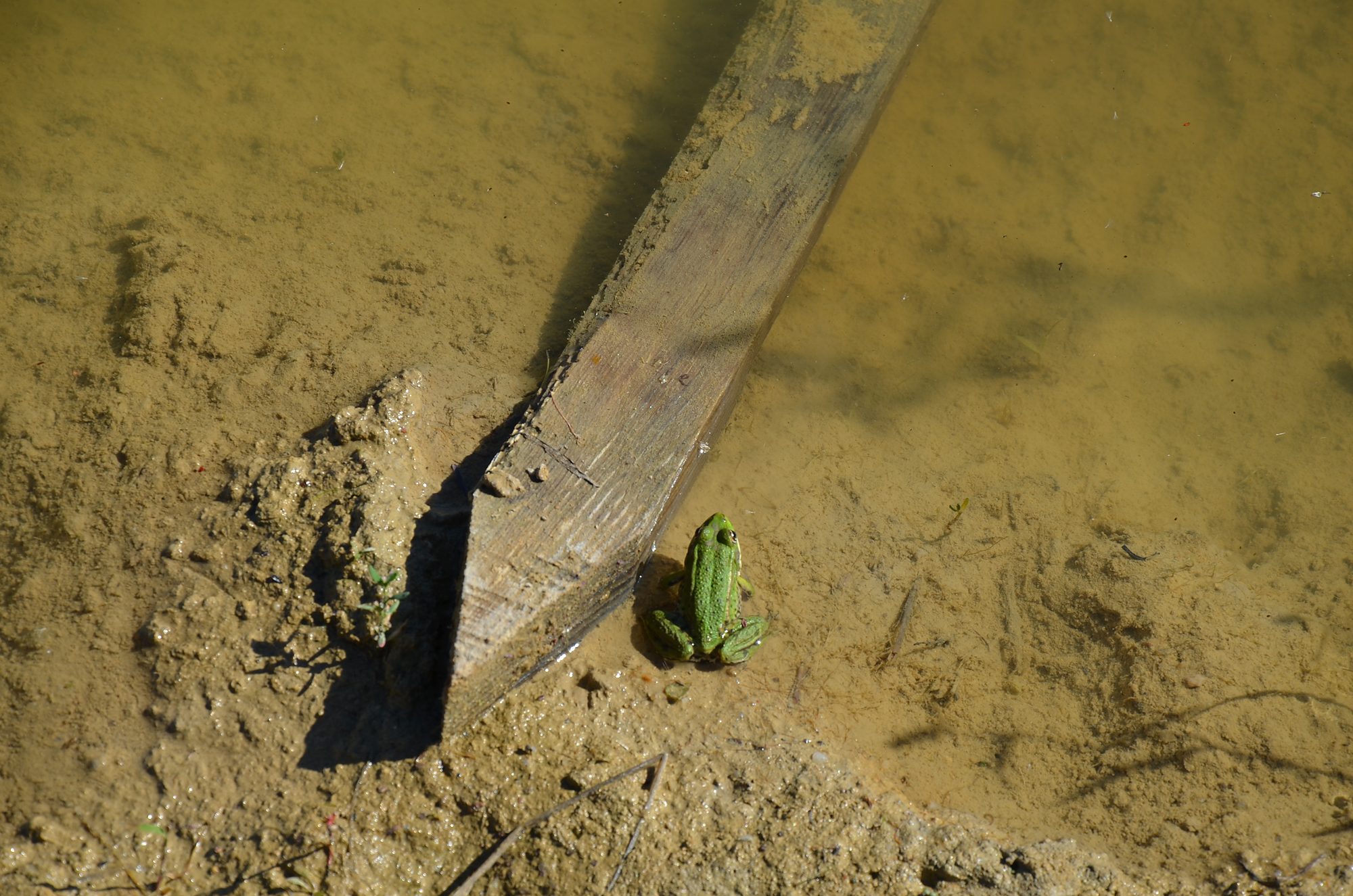 Frosch am Gewässerrand — Artenschutz in der Bergbaufolgelandschaft