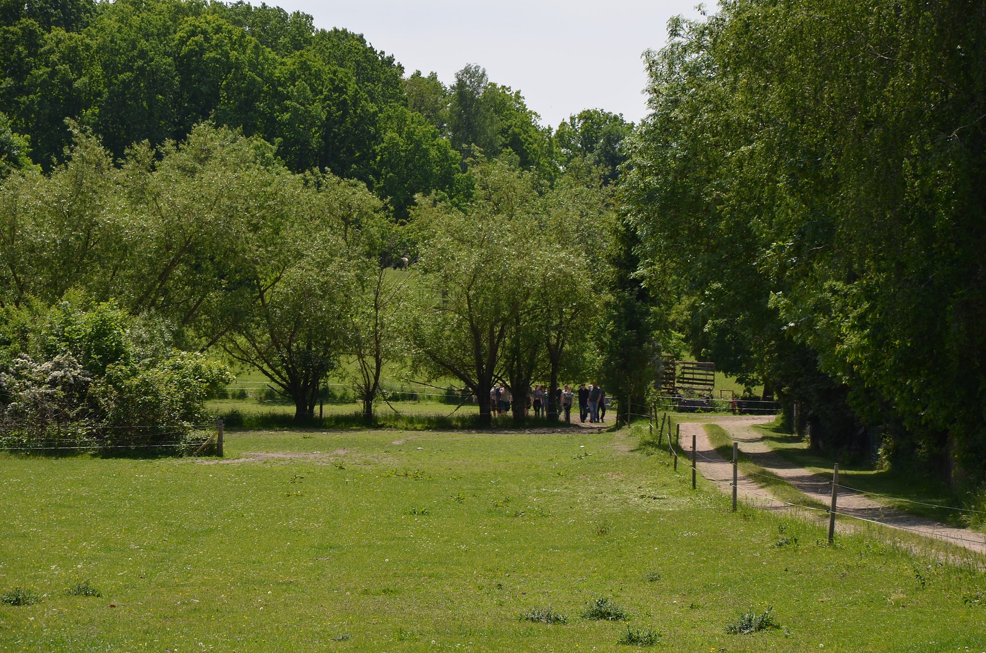 Auenwiese mit altem Baumbestand und Wanderweg