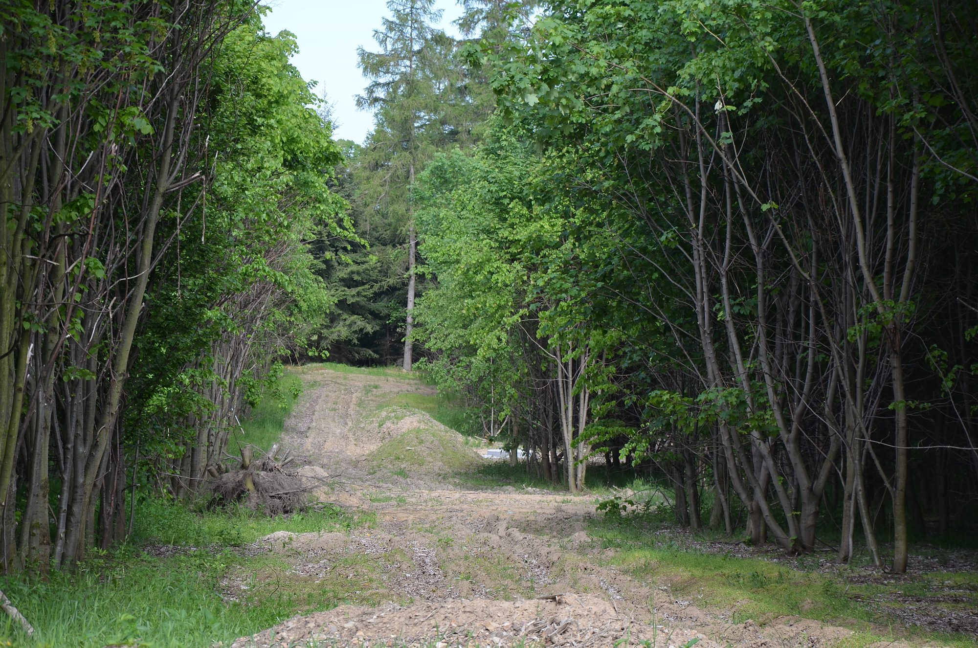 Unbefestigter Waldweg entlang einer Gewässerrandstruktur