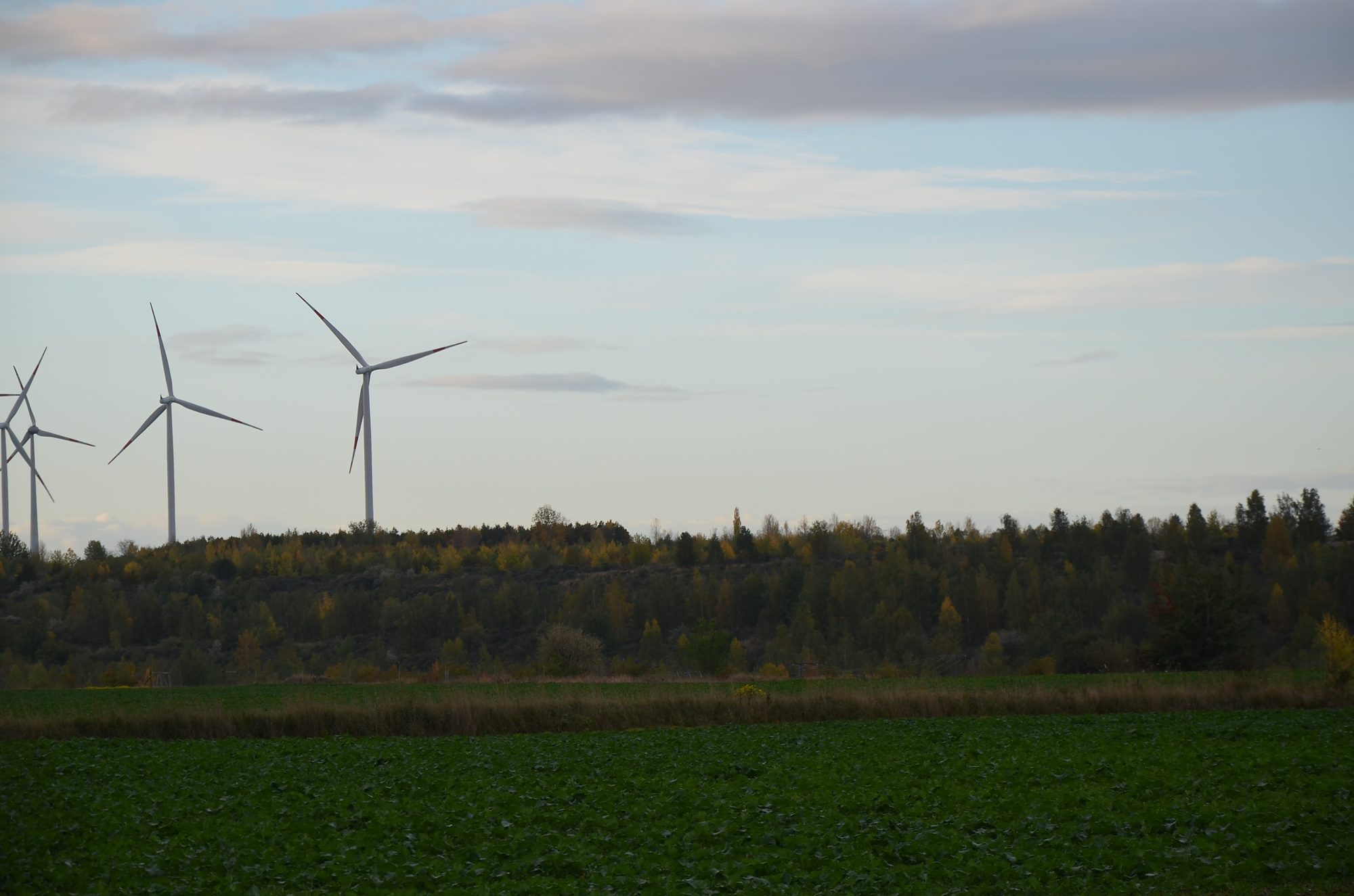 Windpark hinter einer landwirtschaftlich genutzten Fläche