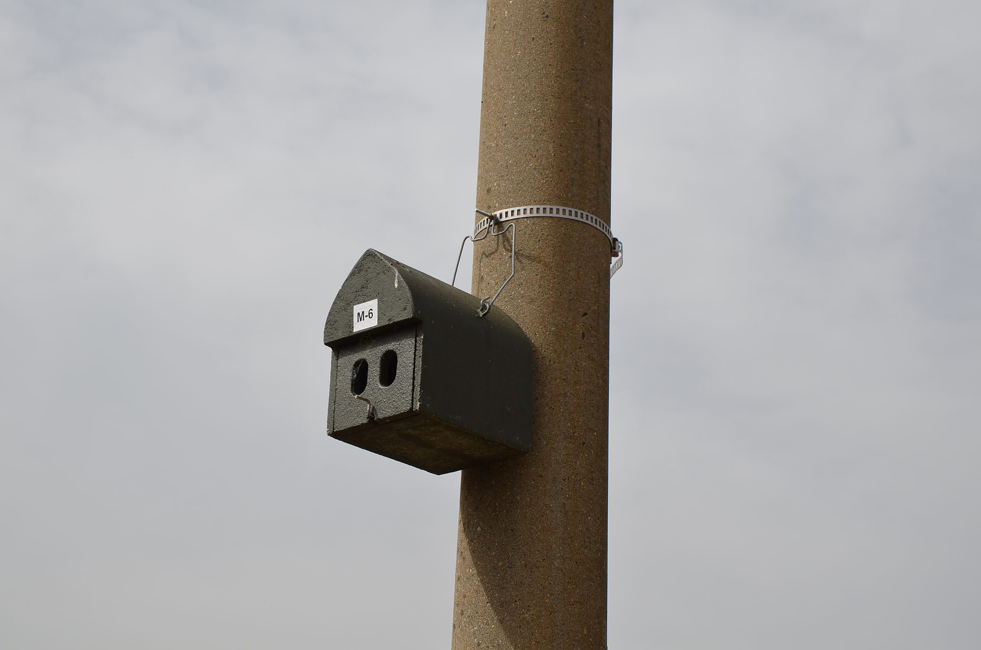 Nistkasten an einem Mast — Artenschutzmaßnahme im Monitoring